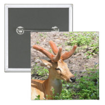 Sweet Deer Button
