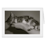 Sweet Dreams cards