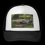 Sweet dreams hats