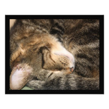 Sweet Dreams Sleeping Cat Photo Enlargement
