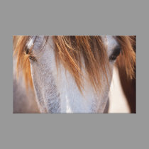 Sweet Ginger Horse canvas print canvas prints