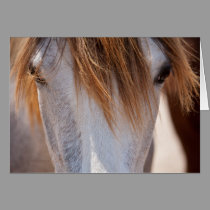 Sweet Ginger Horse photo note card cards
