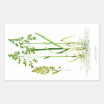 Sweet Grass Botanical Sticker