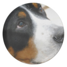 Sweet Greater Swiss Mountain Dog Party Plate