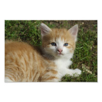 Sweet little orange Tabby