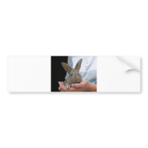 sweet little rabbit