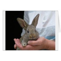 sweet little rabbit