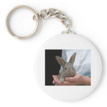 sweet little rabbit