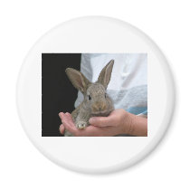 sweet little rabbit