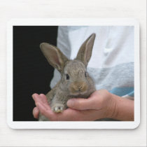 sweet little rabbit