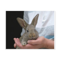 sweet little rabbit