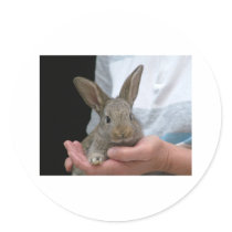 sweet little rabbit