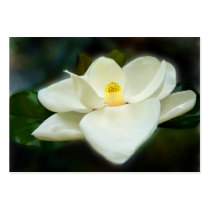 Sweet Magnolia ACEO Art Trading Cards