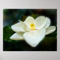 Sweet Magnolia Fine Art Prints