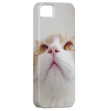 Sweet Orange Cat iphone5 case iPhone 5 Covers