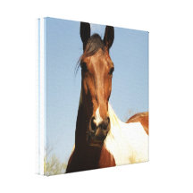 Sweet Paint Horse Canvas Print