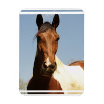 Sweet Paint Horse Flexible Magnets