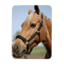 Sweet Palomino Flexible Magnet