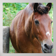 Sweet Paso Fino Horse Poster