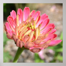 Sweet Pink Zinnia Flower Poster