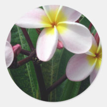 Sweet Plumeria Flowers Sticker