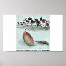 Sweet potato with plant growing in the background print