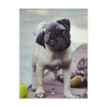 Sweet Pug Puppy "Puppy Love" Postcard