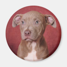 Sweet pup refrigerator magnet