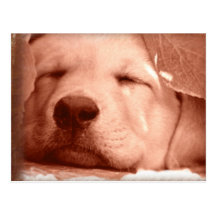 Sweet Puppy - Adopt a Dog Postcard