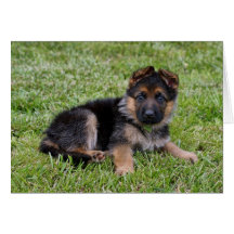 Sweet Puppy Card
