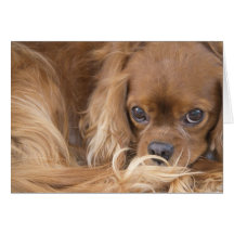 Sweet Ruby Cavalier King Charles Spaniel Greeting Card