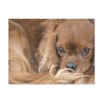 Sweet Ruby Cavalier King Charles Spaniel Post Cards