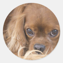 Sweet Ruby Cavalier King Charles Spaniel Round Sticker