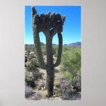 Sweet Saguaro Poster