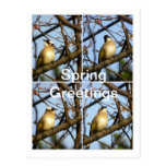 Sweet Spring Messenger/Bird on Cherry Branches Post Cards