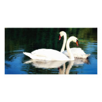 SWEET SWANS PHOTO GREETING CARD
