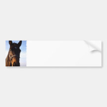 Sweet Thoroughbred Horse Bumper Stickers