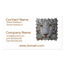 Sweet White Tiger Business Cards