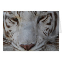 Sweet White Tiger Card