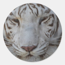 Sweet White Tiger Stickers