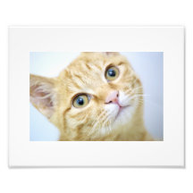 Sweet yellowish Cat Photo Print