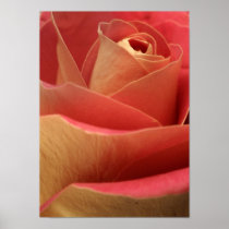Sweetheart Rose Poster