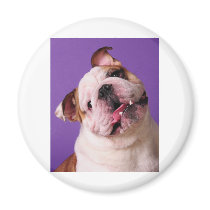 Sweetness is a Bulldog Refrigerator Magnets