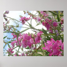 sweetpea posters