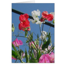 Sweetpeas Note Card