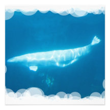 Swimming Beluga Whales Invitations