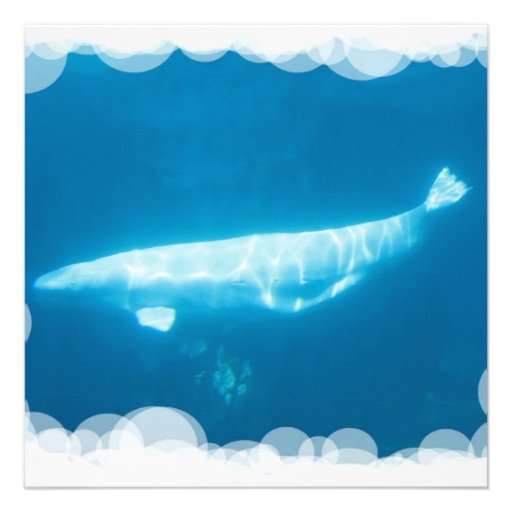 Swimming Beluga Whales Invitations