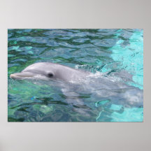 Swimming Dolphin Poster