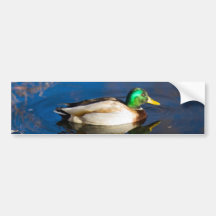 Swimming Duck Bumper Sticker