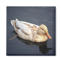 Swimming Duck magnets